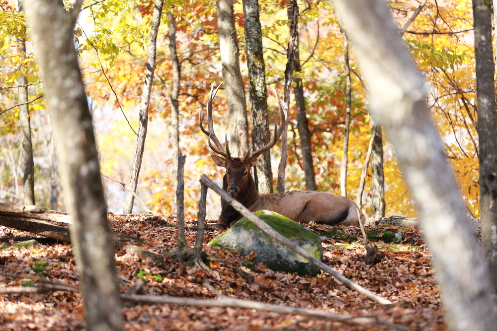 Parc Oméga 2 - Québec - Canada