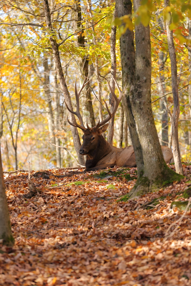 Parc Oméga 3 - Québec - Canada
