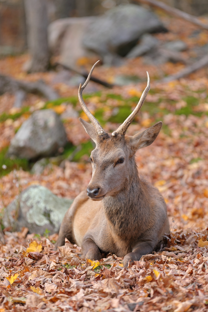 Parc Oméga 5 - Québec - Canada