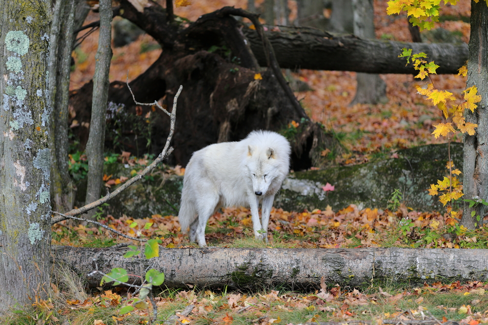 Parc Oméga 7 - Québec - Canada