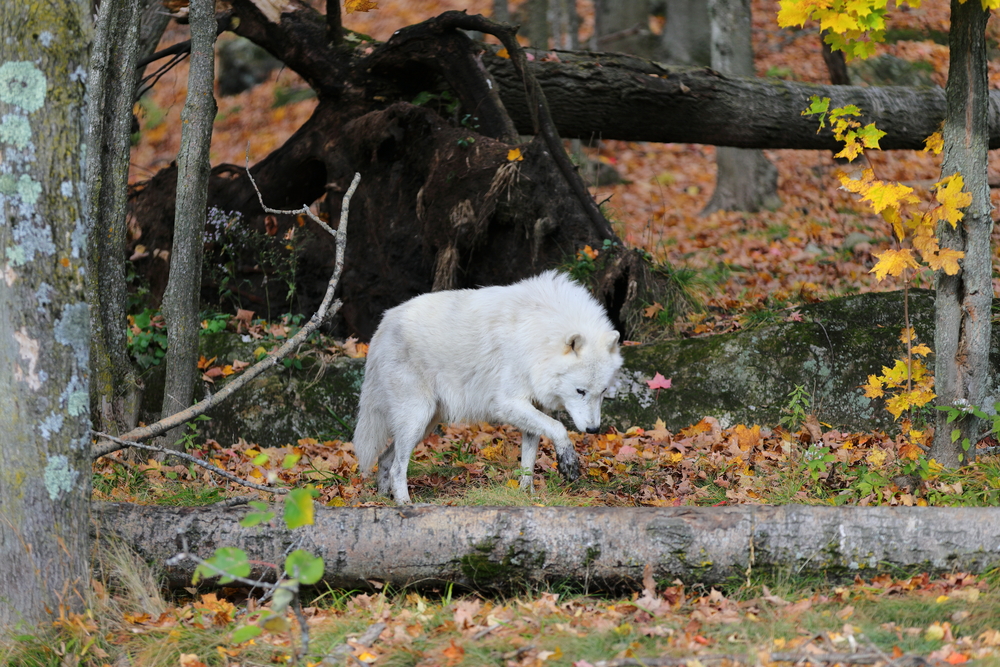 Parc Oméga 8 - Québec - Canada