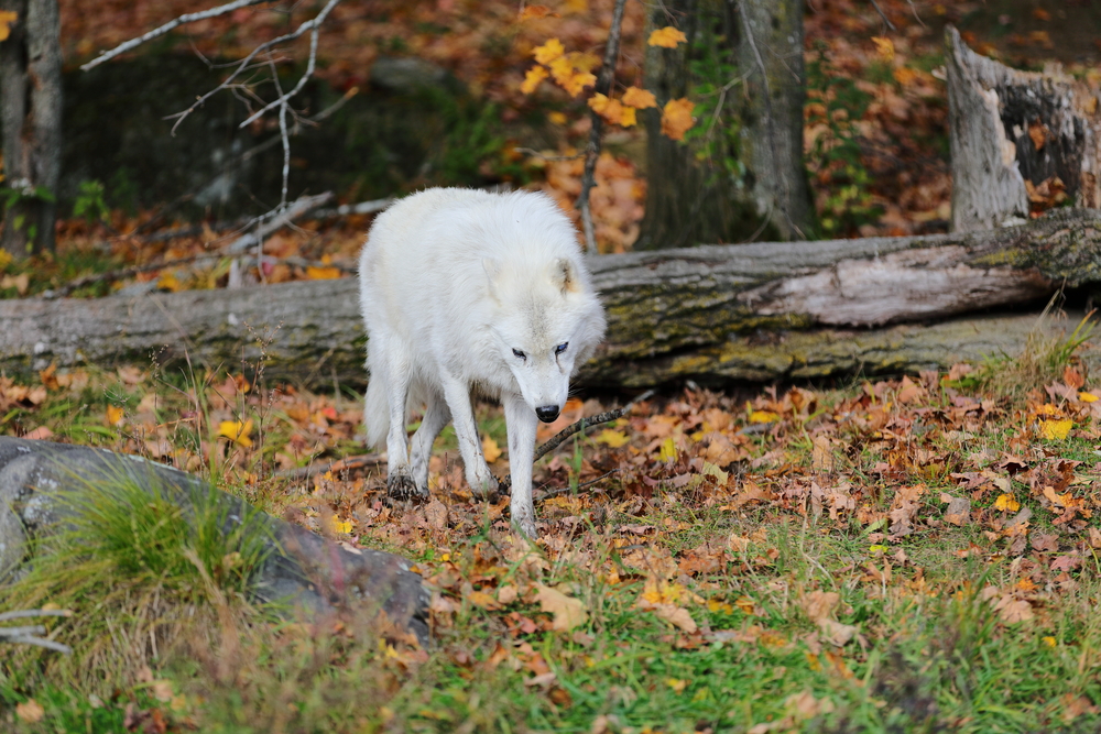 Parc Oméga 9 - Québec - Canada