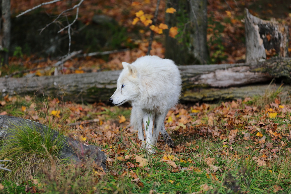 Parc Oméga 10 - Québec - Canada