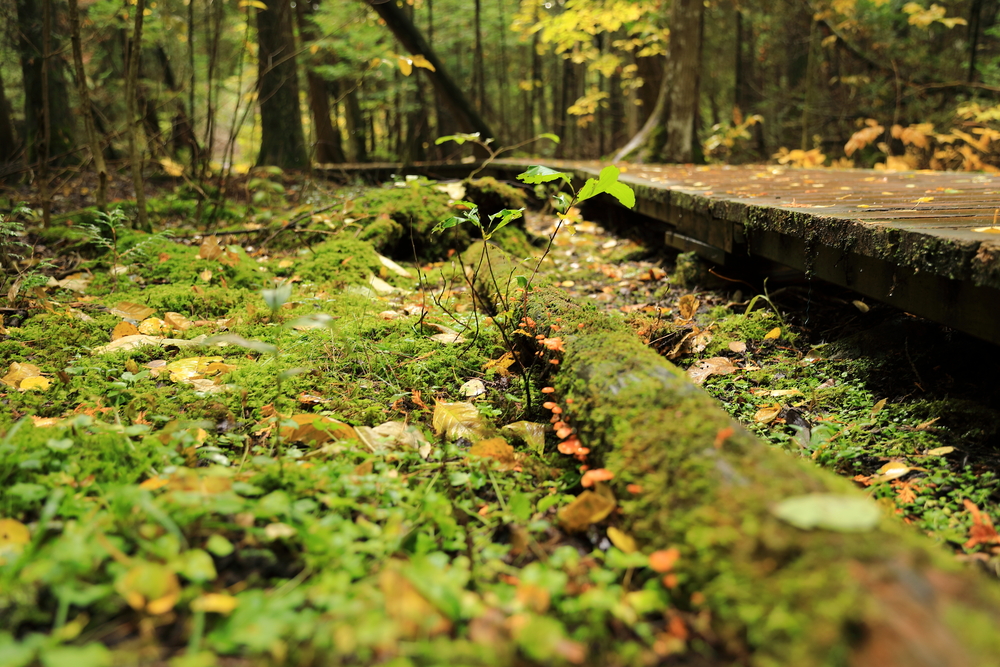 Parc national de la Péninsule-Bruce 1 - Ontario - Canada