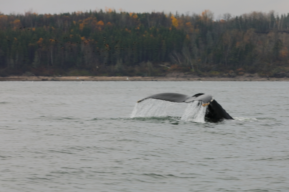 Baleine 1 - Les Escoumins - Québec - Canada