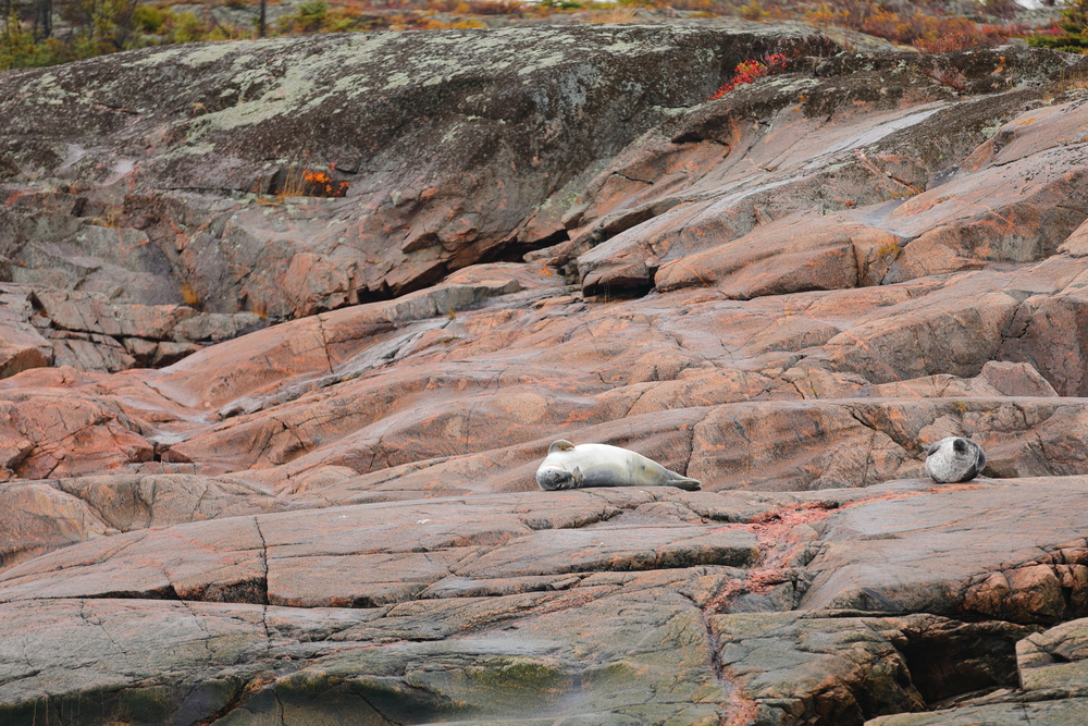 Phoque - Les Escoumins - Québec - Canada