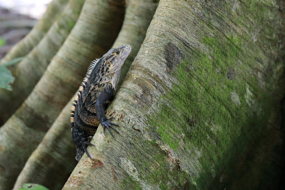 Iguane - Parc national Manuel-Antonio - Costa Rica