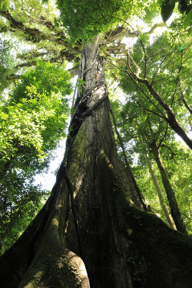 Arbre sacré - Parc national Volcán Arenal - Costa Rica