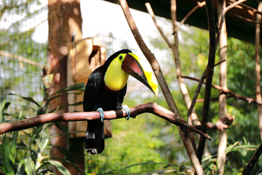 Toucan - La Paz waterfall Gardens - Costa Rica