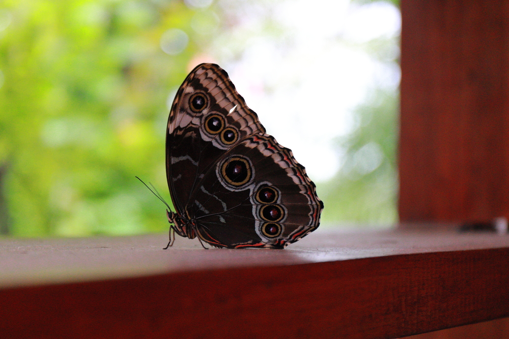 Papillon - La Paz waterfall Gardens - Costa Rica