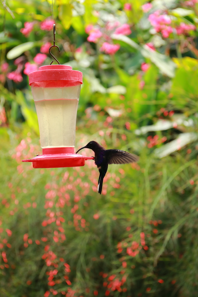 Colibri - La Paz waterfall Gardens - Costa Rica