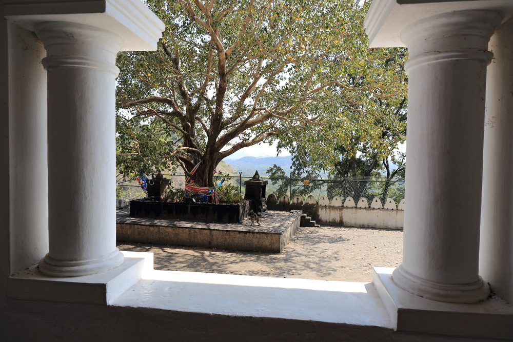 Arbre de vie - Dambulla - Sri Lanka