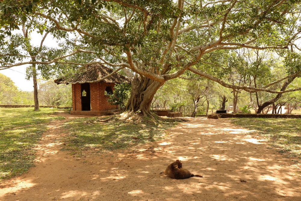 Cité Antique - Polonnâruvâ - Sri Lanka