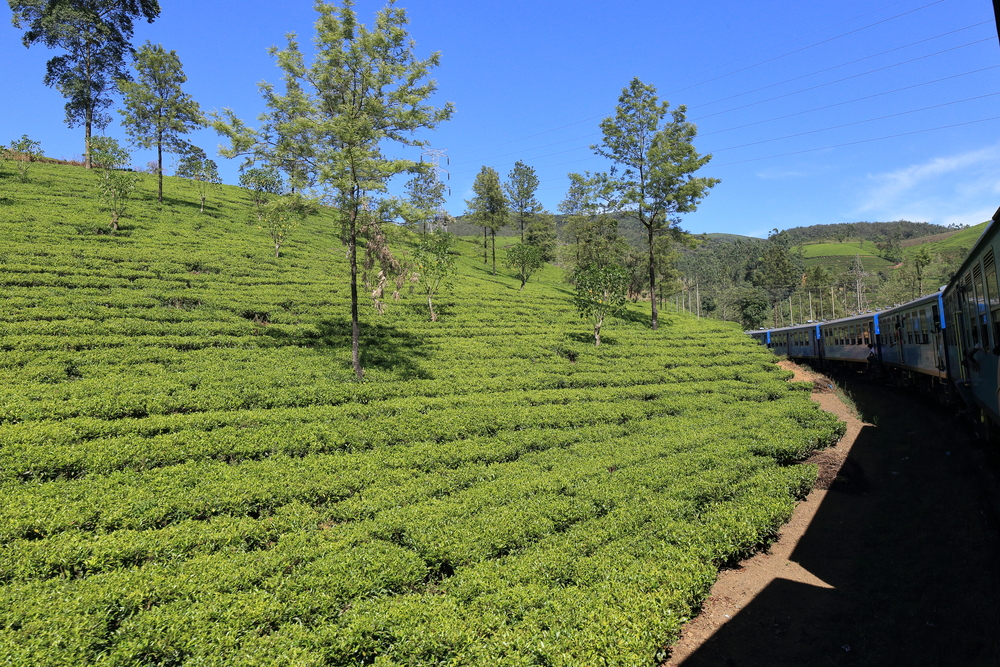 Horton Plains National Park 1 - Sri Lanka