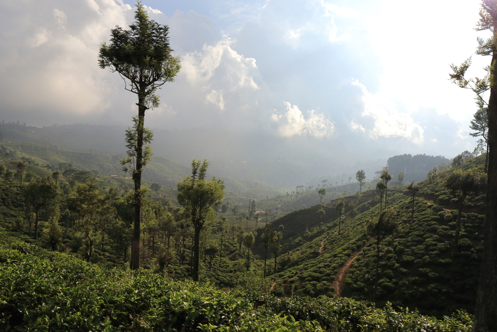 Horton Plains National Park 3 - Sri Lanka