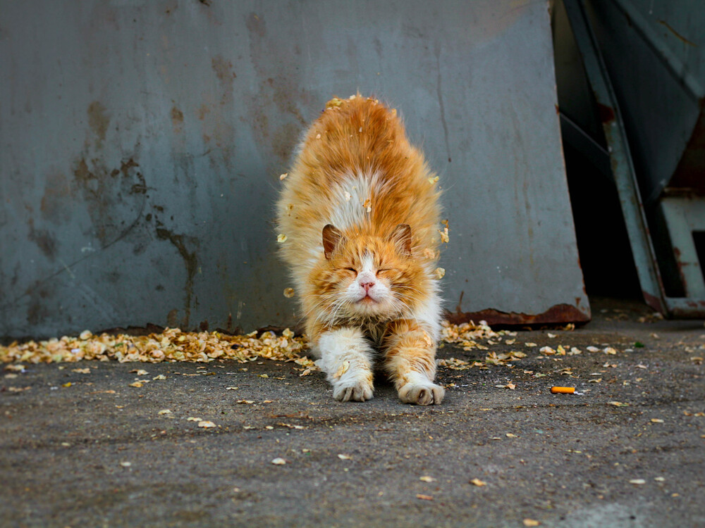 Katzenyoga