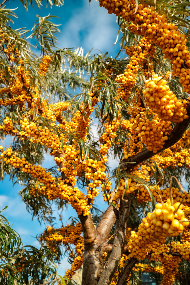 yellow tree