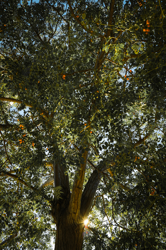 Trees