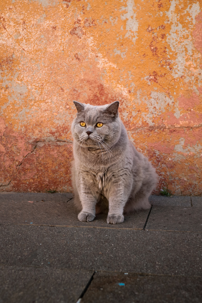 Streetcat