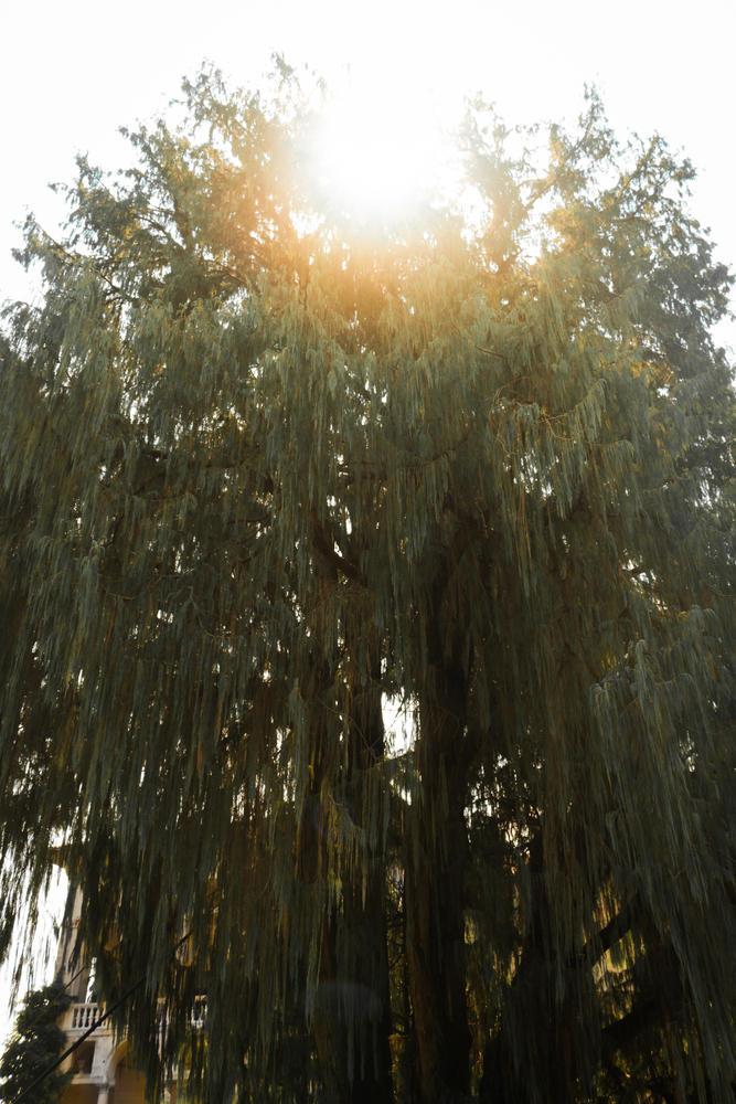 Holy Tree