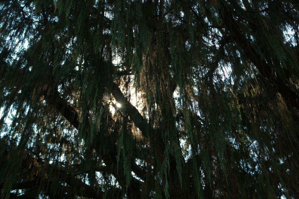 Trees 3
