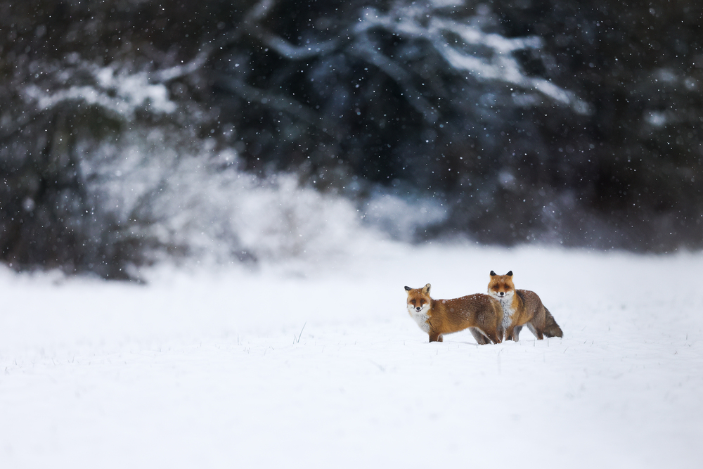 Amours d'hiver