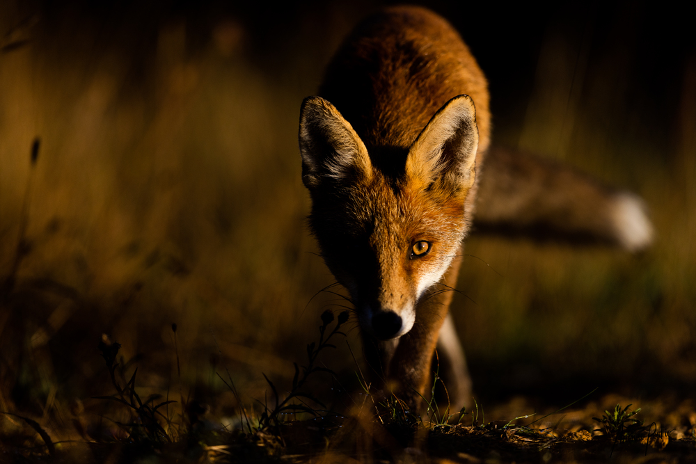 Fire fox