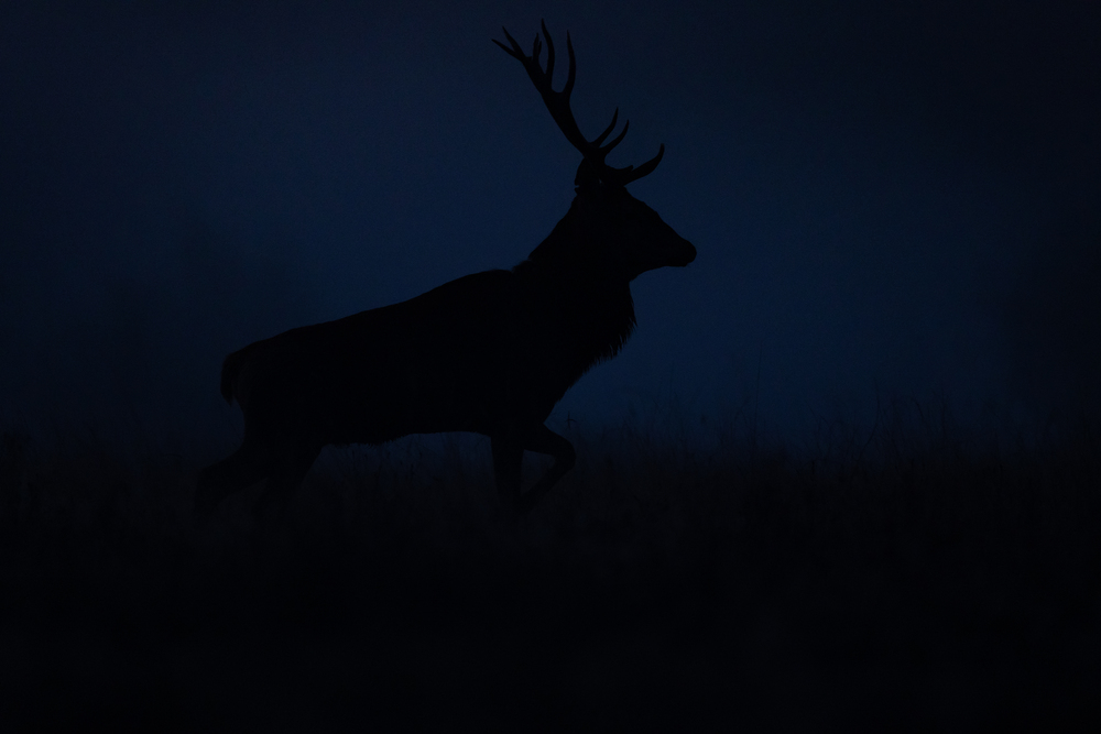 Apparition