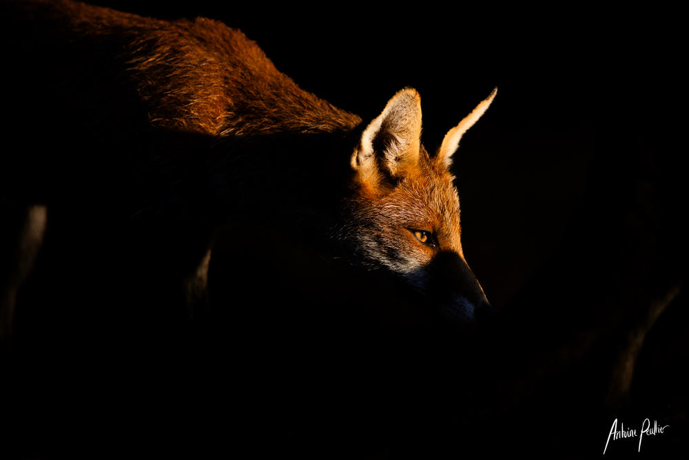 Apparition