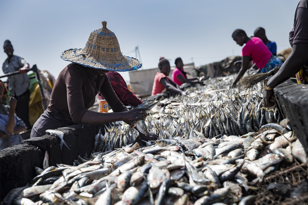 Femmes préparant le fumage des sardinelles. Port de Joal. Sénégal
